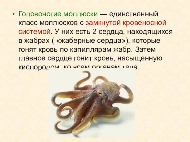 Головоногие примеры. Отряд головоногие. класс головоногие моллюски адский вампир. вымершие головоногие моллюски. кровь головоногих моллюсков.