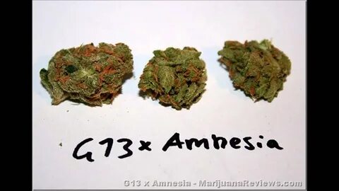 Amnezia wg github