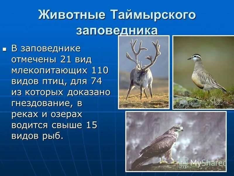 таймыр природная зона. обитатели таймырского заповедника. таймырский заповедник сообщение. таймырский заповедник сообщение. таймырский заповедник презентация.