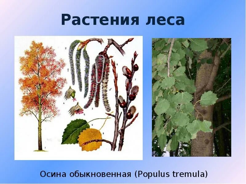 Осина обыкновенная (Populus tremula). Тополь дрожащий осина. Тополь дрожащий (осина) – Populus tremula l.. Осина обыкновенная (Pópulus trémula). Осина в какой природной