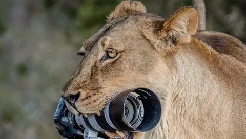 Wildlife photos