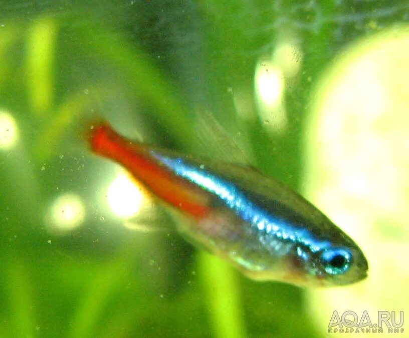 неон симуланс рыбка. радужный неон рыба. беременный неон. беременная рыбка неон. аэромоноз у неона.