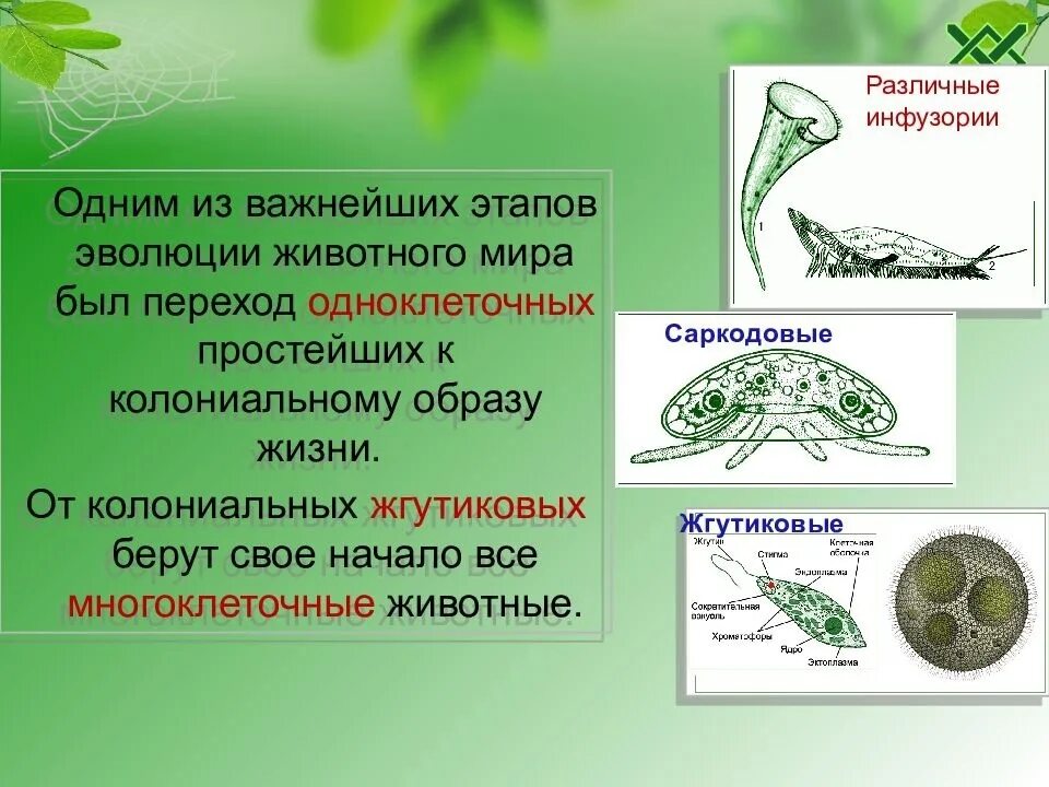 Эволюция одноклеточных животных. Этапы возникновения животных. Основные этапы развития животных. Этапы развития многоклеточных животных. Простейшие этапы развития