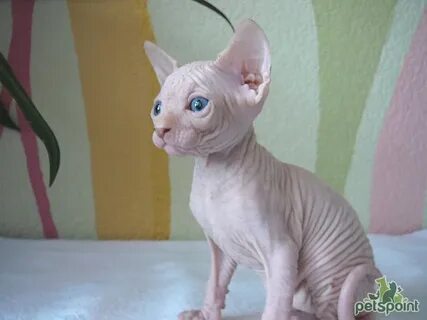 Котенок сфинкс сколько кормить