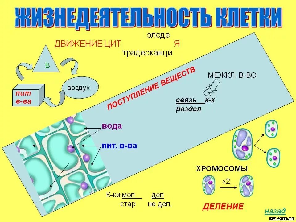 Жизни деятельности клетки. Жизнедеятельность клетки. Жизнедеятельность клетки ее деление и рост. Процессы жизнедеятельности клетки 5 класс биология. Жизнедеятельность клетки 6 класс.