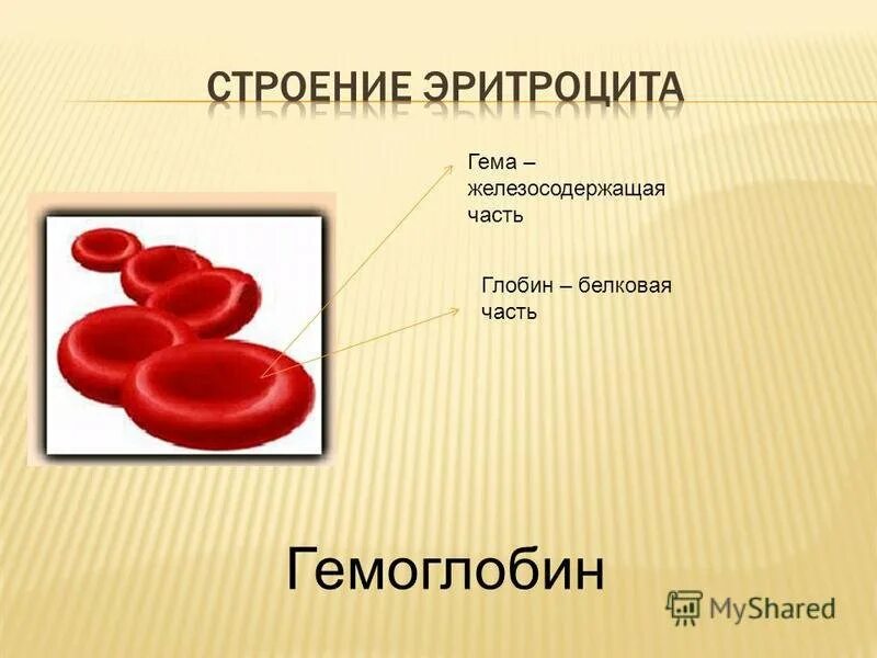 Форма эритроцитов человека. Эритроциты форма и строение.