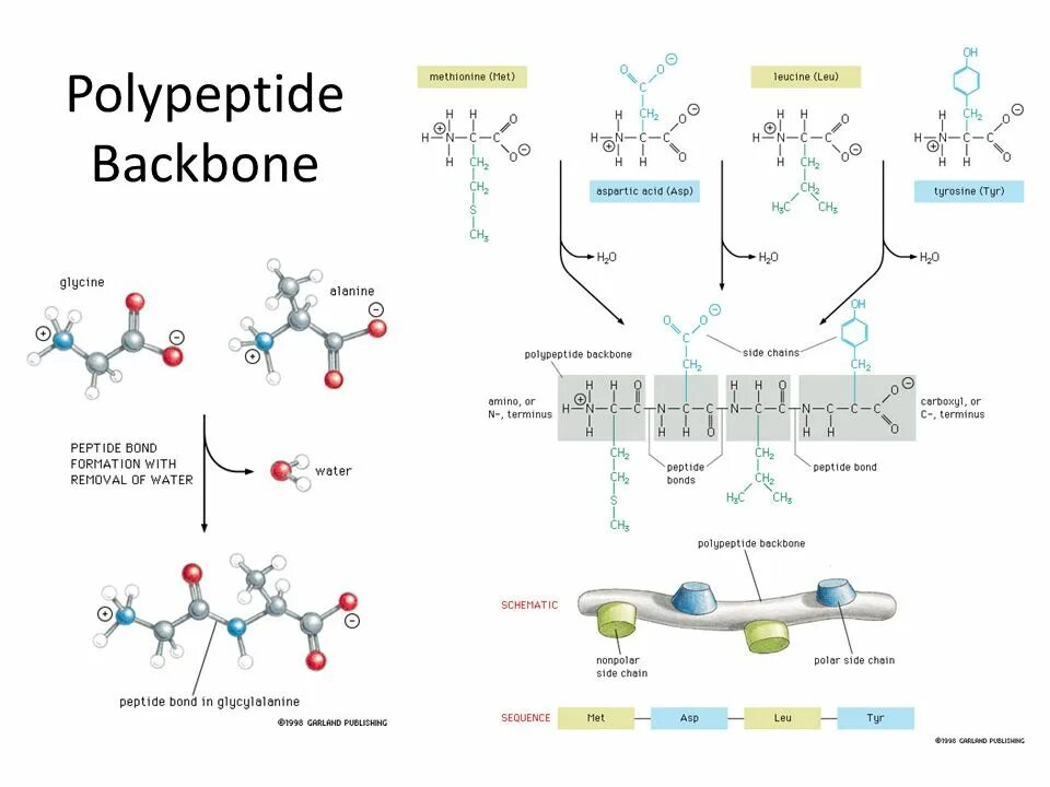 Полипептид. Фланкирующий полипептид. Полипептиды примеры. Polypeptide для чего.