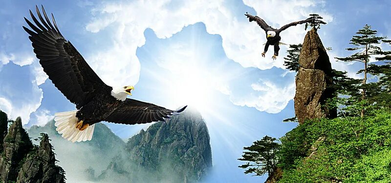 Полёт орла. Орел в горах. Орел в полете над горами. Полет орла в горах. Два орла в небе