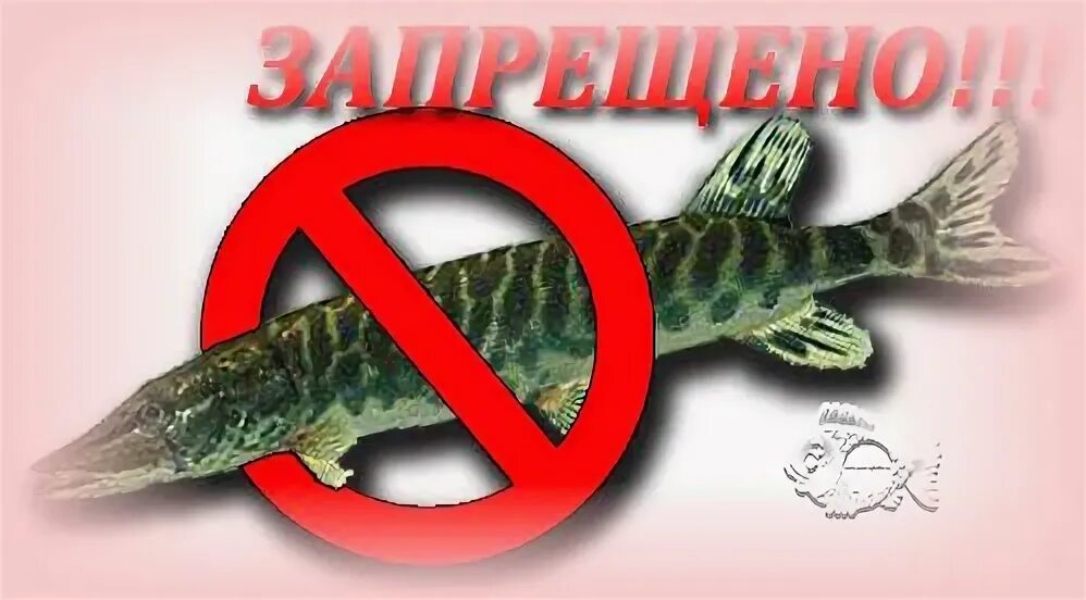 С какого числа начинается запрет на щуку. Нерестовый запрет. нерестовый период. запрет на рыбалку щуки. ловить рыбу запрещено.