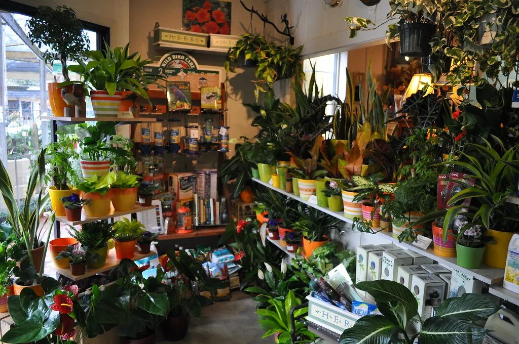 Цветочный магазин экзотические цветы. Магазин комнатных растений. Магазин домашних цветов. Магазин горшечных растений. Комнатные цветы в магазине.