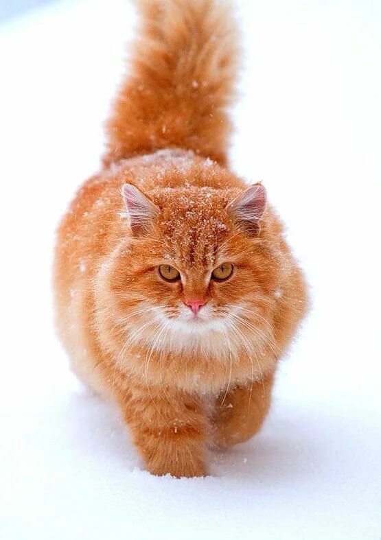 Кот пушистый рыжий. Рыжие пушистые коты. Большой пушистый рыжий кот. Красивый рыжий кот.