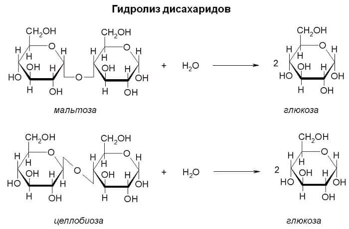 Реакция гидролиза дисахаридов. Схема реакции гидролиза мальтозы. Гидролиз мальтозы уравнение реакции. С12н22о11 дисахариды. Щелочной гидролиз глюкозы