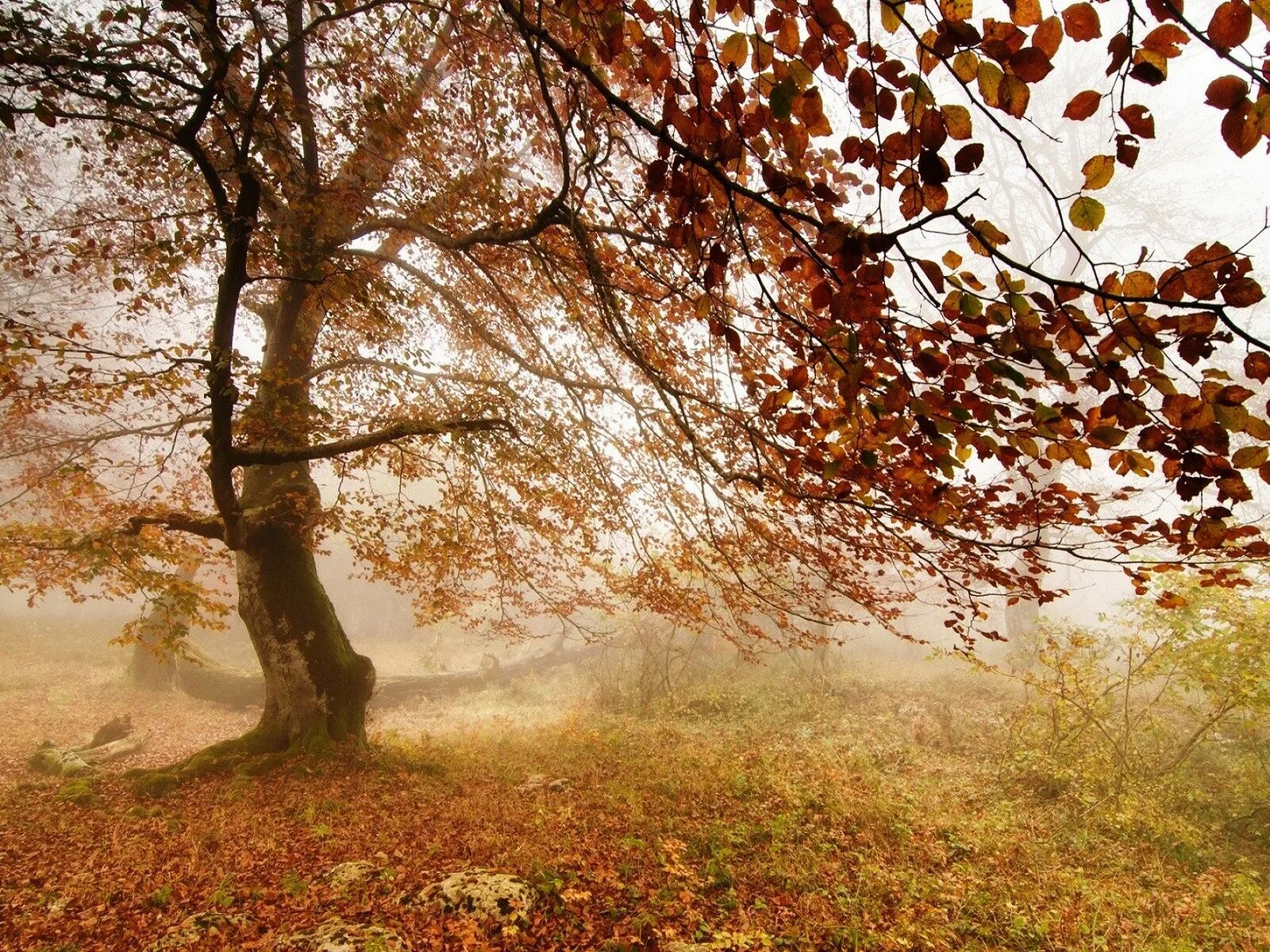 Осенний ветер. Поле осенью. Сильный ветер осень. Осеннее поле. Осень ветер живопись.