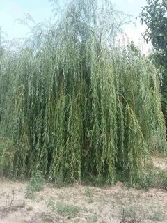 Плакучая ива геншин