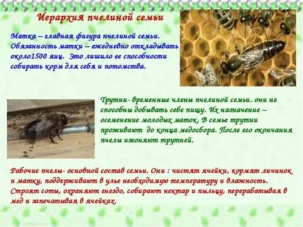 Роль рабочих пчел
