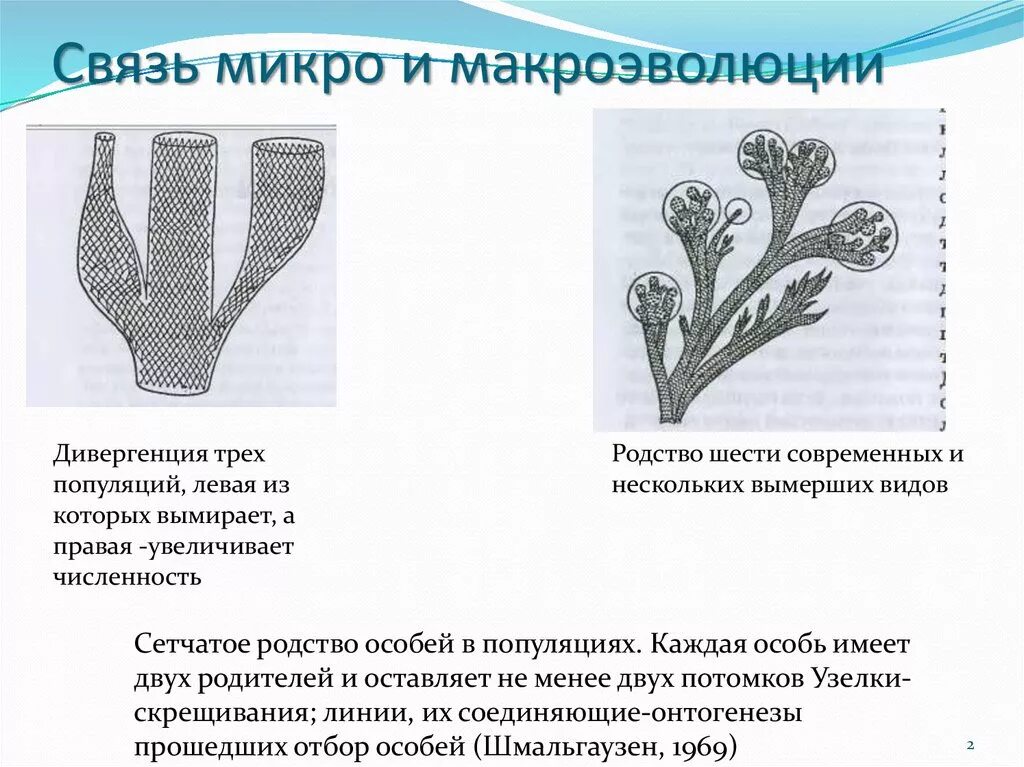 Микро и макроэволюции в биологии. Макроэволюция. связь микро и макроэволюции. дивергенция популяций. макроэволюция примеры.