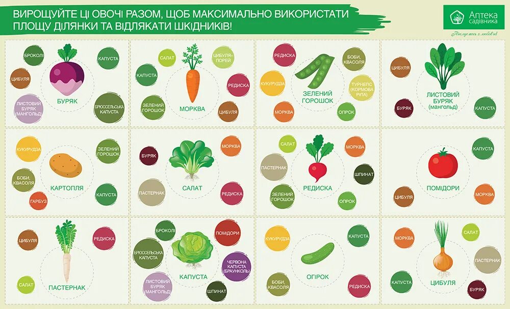 Какие овощи совместимы