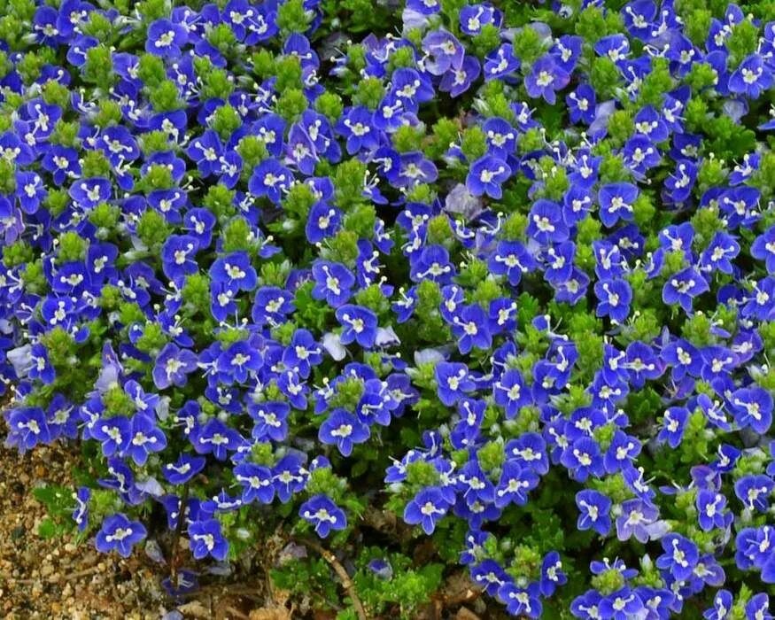 Почвопокровные синие цветы. Литодора heavenly blue. Барвинок почвопокровный многолетник. Почвопокровные с голубыми цветочками. Литодора хевенли блю.