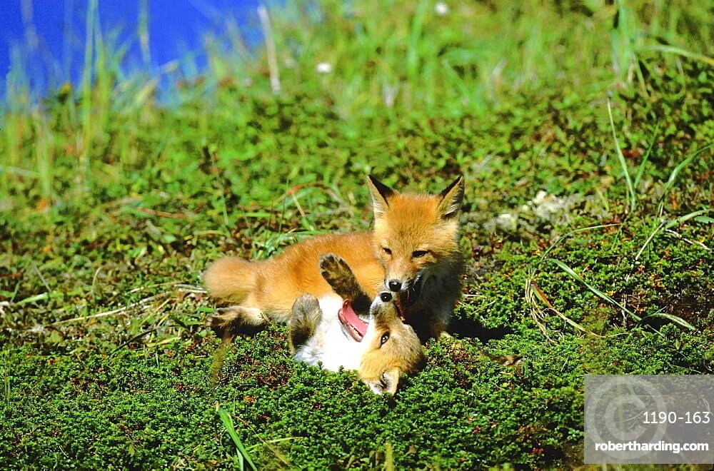 Sunny fox. Лиса с лисятами. Лиса с лисятами весной. Лисенок и Волчонок. Лисенок на солнце.