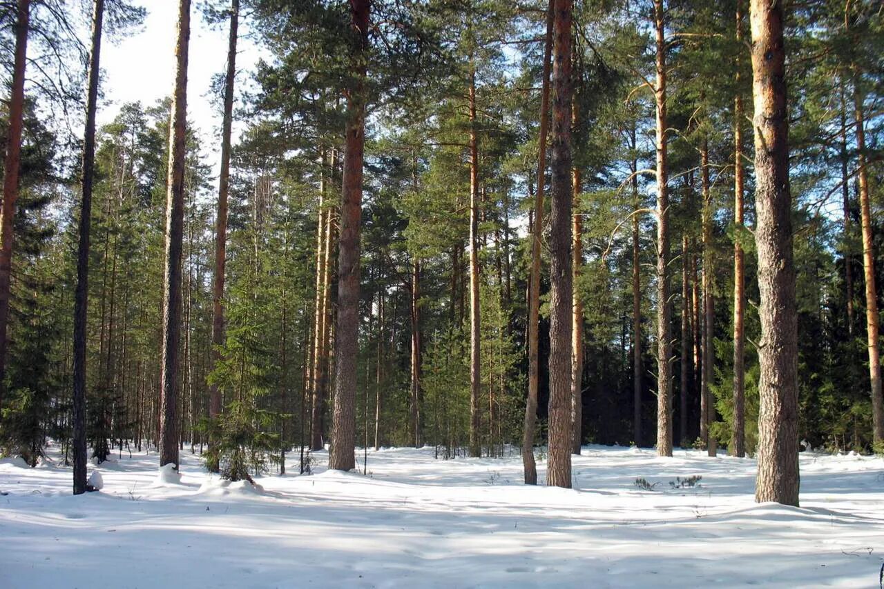 Сосновый бор костанай лес. Сосновый бор суксун. Сосновый бор ленинградская область вч53816. Парк сосновый бор озёры. Сосновый бор близ майкопа.