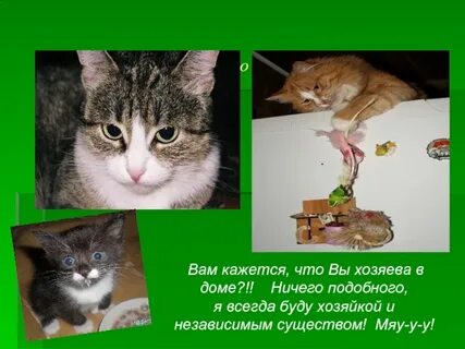 О чем думают кошки