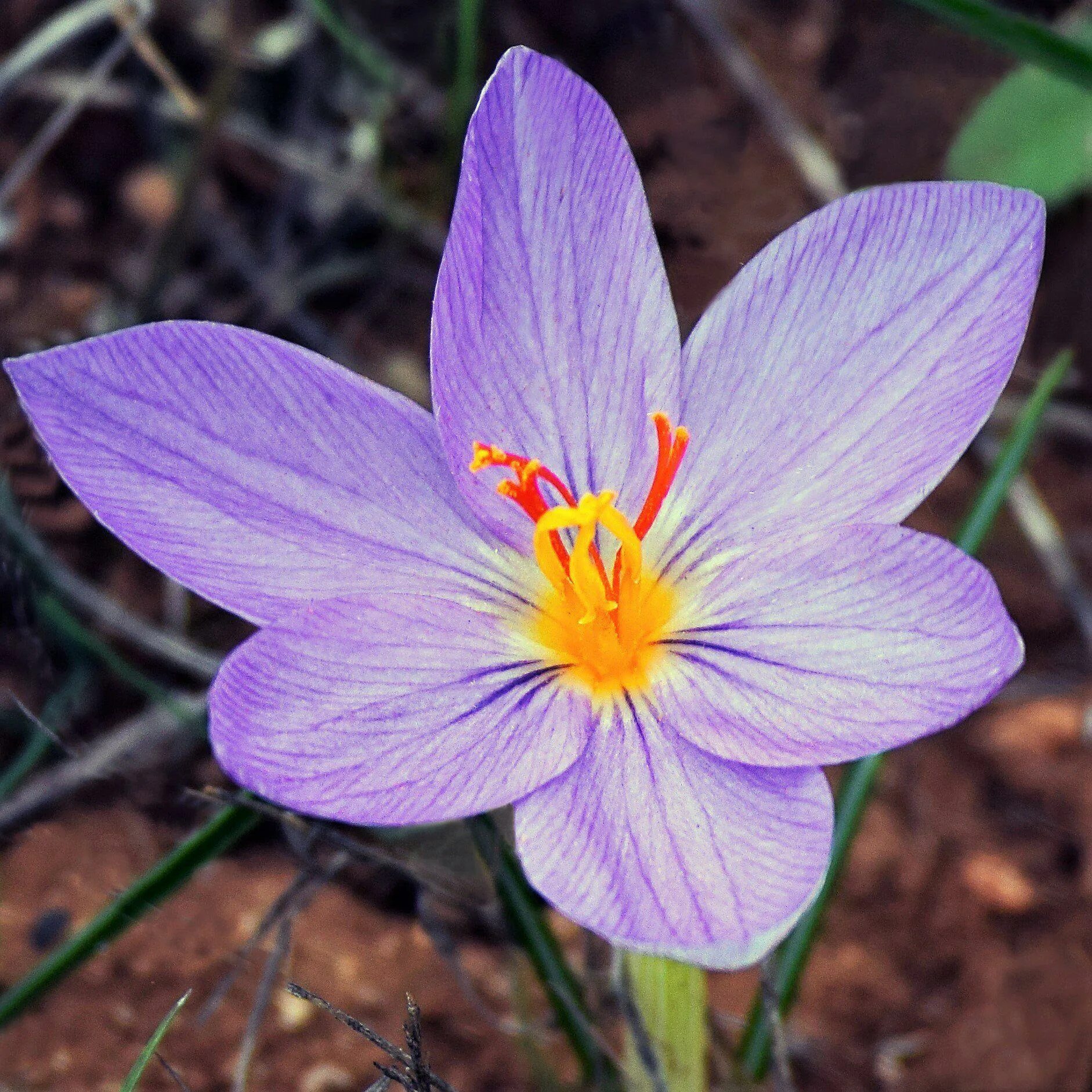 Рокус (Шафран) посевной (Crocus sativus). Крокус Шафран посевной. Crocus sativus (Крокус сативус ) Шафран посевной. Шафран специя Крокус. Шафран посевной