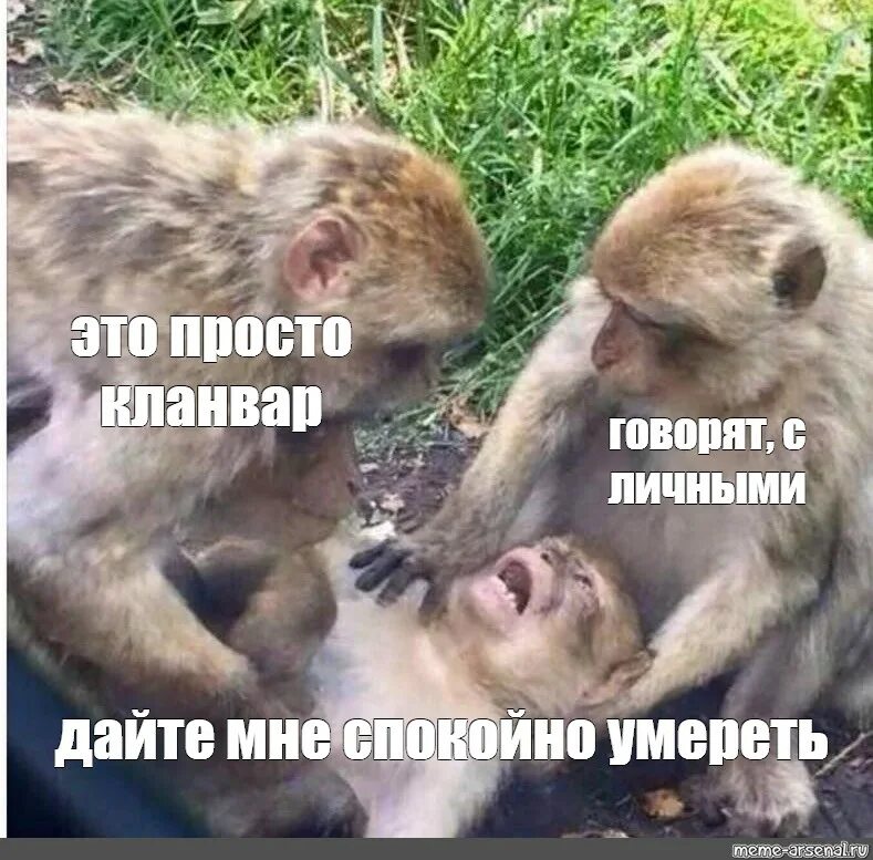 Давать иль не давать песня