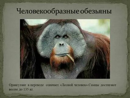 Обезьяна перевод
