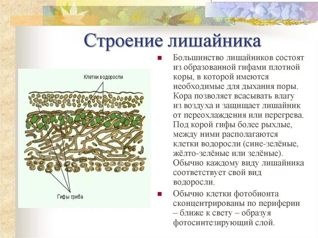 Лишайники состоят из клеток. Строение лишайников 7 класс биология. Строение кустистого лишайника. Строение лишайника 9 класс. Строение лишайника 7 класс.