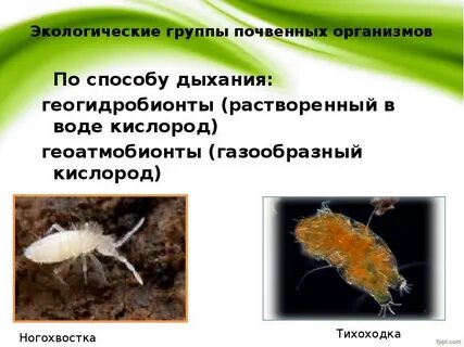 Экологические группы организмов