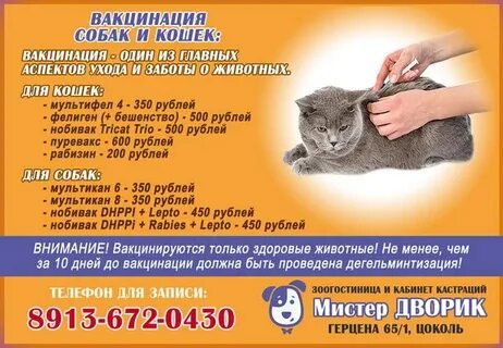 Котята прививки во сколько