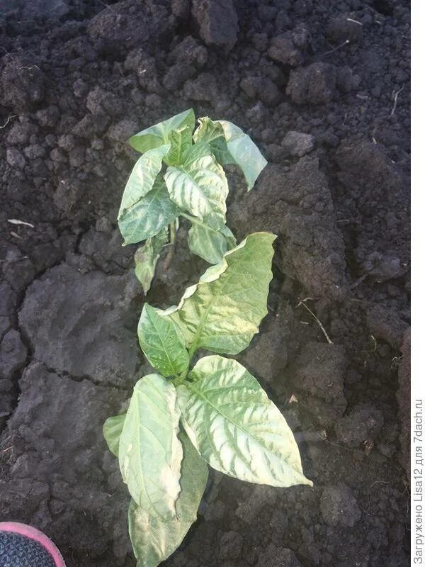 Белеют листья у перца. Актинидия коломикта двудомная. Огурцы белеют листья. У рассады огурцов белеют листья. Хлороз розы ругозы.