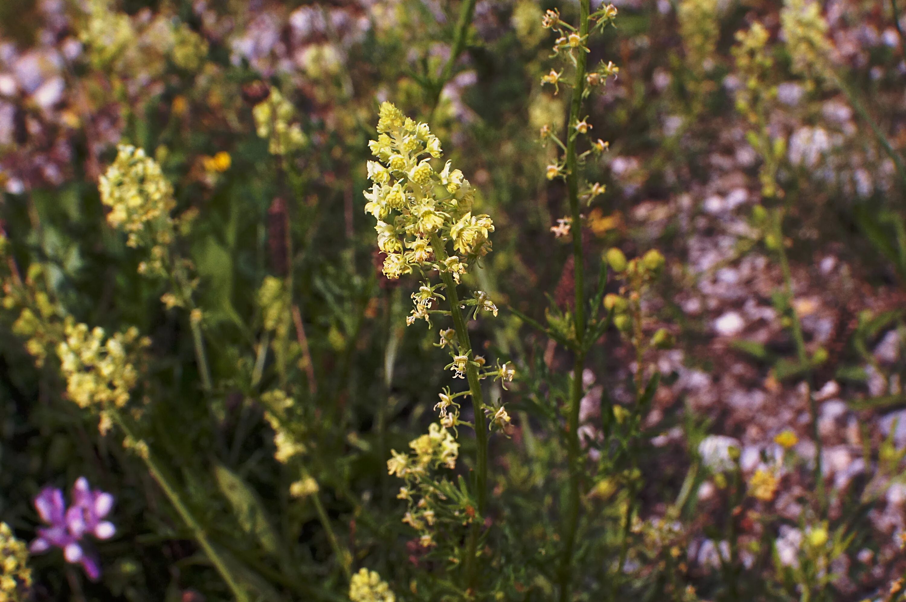 Резеда Хавская душистая. Резеда Полевая. Reseda odorata. Резеда цветок. Резеда мин