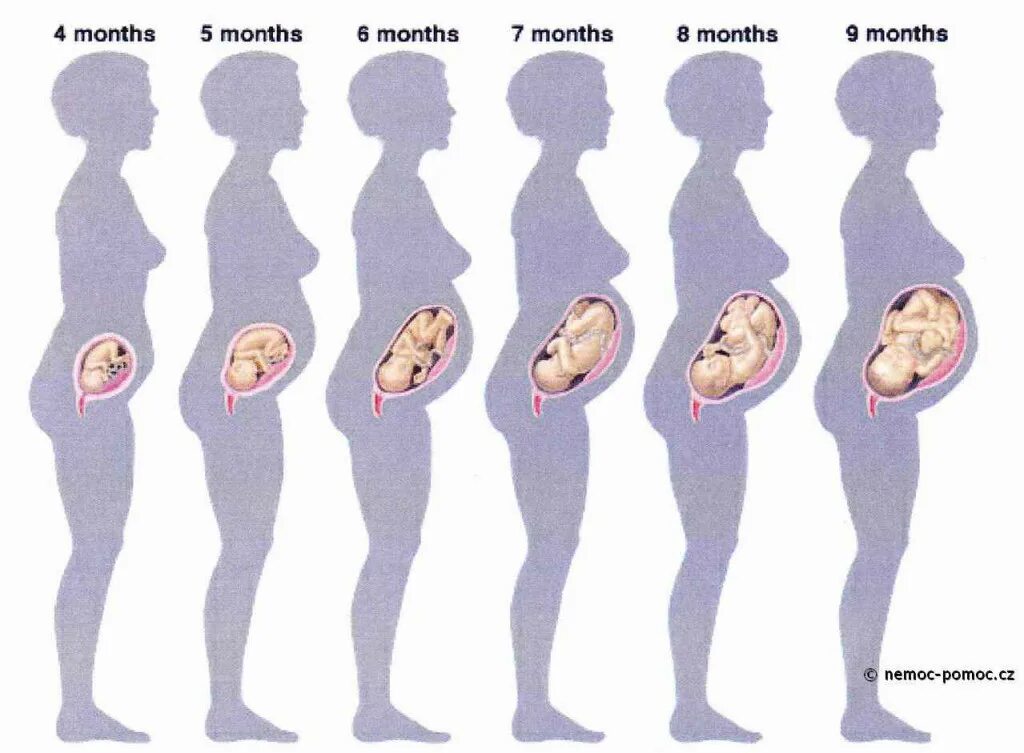 Как отличить беременную. Ребёнок 5 месяцев беоеменности. Ребенок в животе по неделям. Формирование ребенка по неделям.