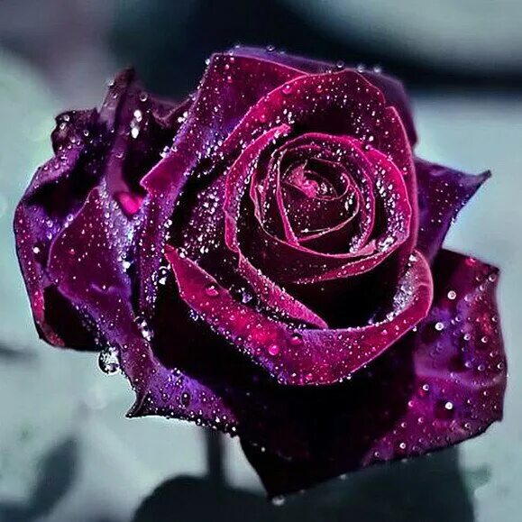 5d Diamond Painting Flowers Diamond Embroidery Sale Landscape Pictures Of Rhines
