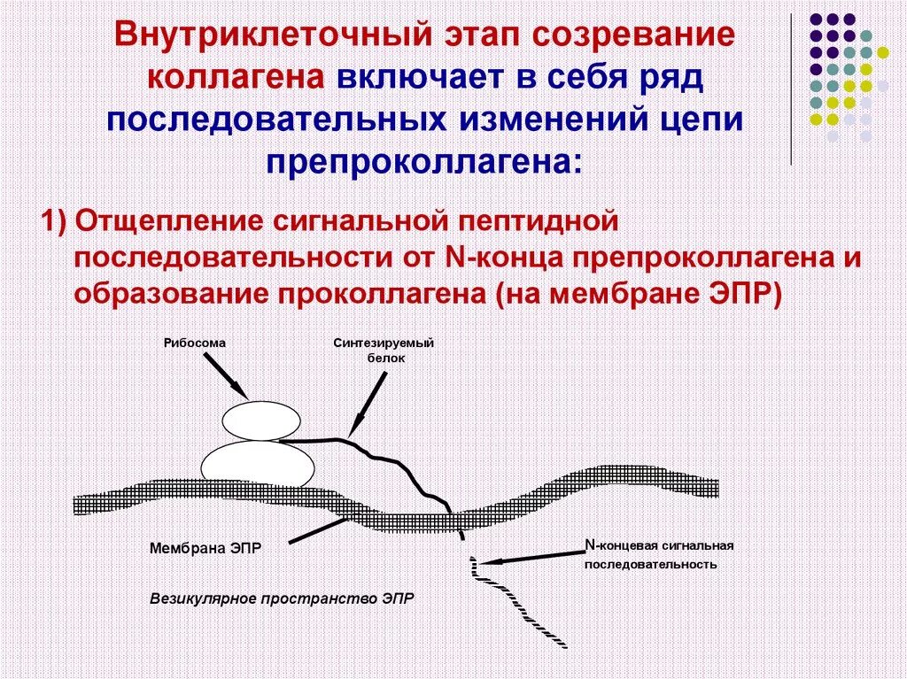 Схема этапов синтеза коллагена. Схема внутриклеточного этапа синтеза коллагена. Этапы синтеза и созревания коллагена биохимия. Биосинтез коллагена схема.