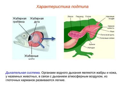 Класс хордовых наличие кожно легочного дыхания