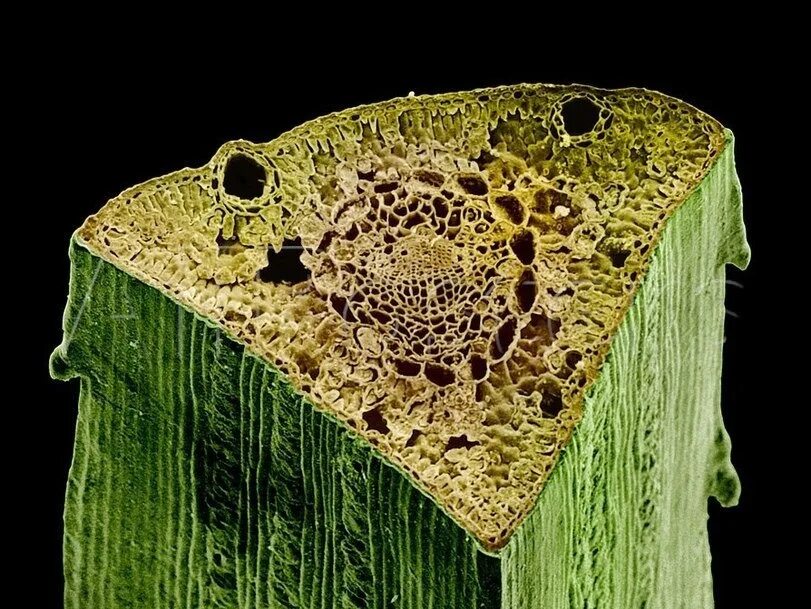 Ткань хвойных. Срез стебля гинкго. Срез хвои сосны под микроскопом. Микропрепарат хвоя сосны под микроскопом. Разрез хвои сосны под микроскопом.