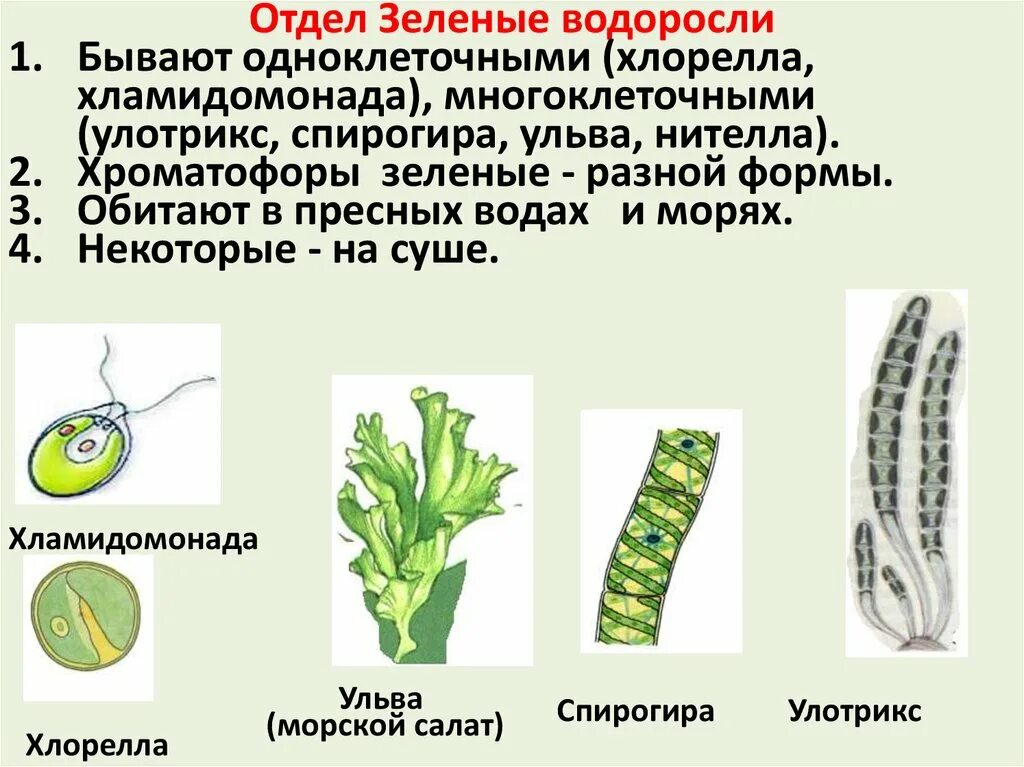 Ламинария и улотрикс. Многоклеточные водоросли улотрикс. Бурые водоросли улотрикс. Хроматофор улотрикса. Что является спорофитом и гаметофитом улотрикса