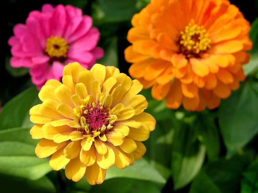 Как выглядит цинния. Цинния изящная (zinnia elegans). zinnia elegans jacq. циния изящная. циния махровая.
