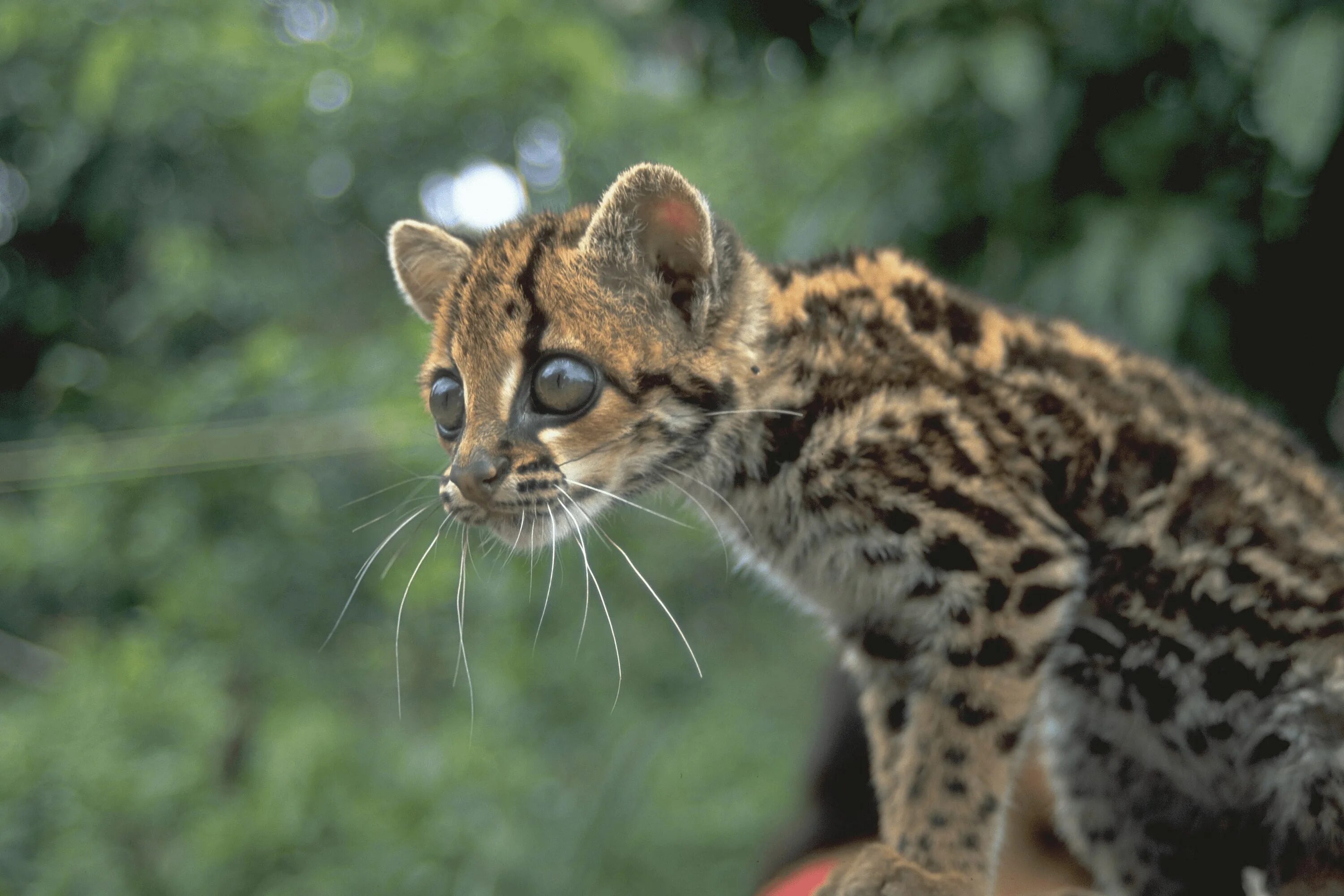 Животные обитающие в влажных субтропиках. Животные субтропиков россии. Животные обитающие в влажных субтропиках. Животные обитающие в влажных субтропиках. Пампасская лисица южной америки.