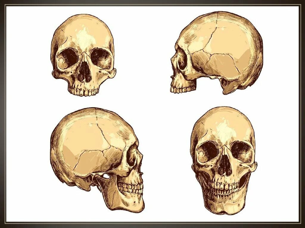 Кости черепа человека анатомия. Анатомия головы кости черепа. Череп кость черепная кость. Bone head