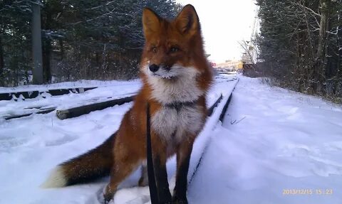 Лисичка лисичка новосибирск