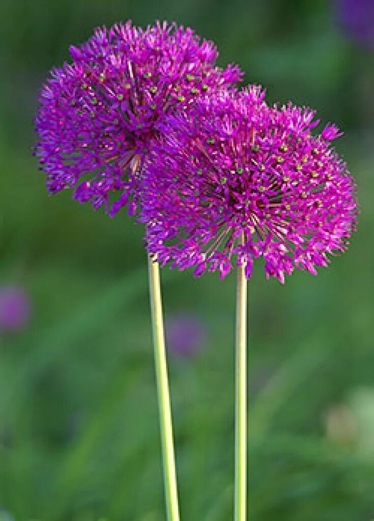 Аллиум purple sensation. Аллиум исполинский (лук гигантский). Лук аллиум афлатунский. Аллиум жаннин. Декоративный лук аллиум.