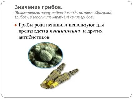 Каково значение гриба пеницилла в жизни человека