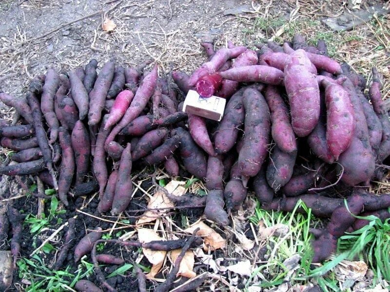 Батат сорт борегард. Батат воронеж. Батат воронеж. Батат воронеж. Батат lambweston.