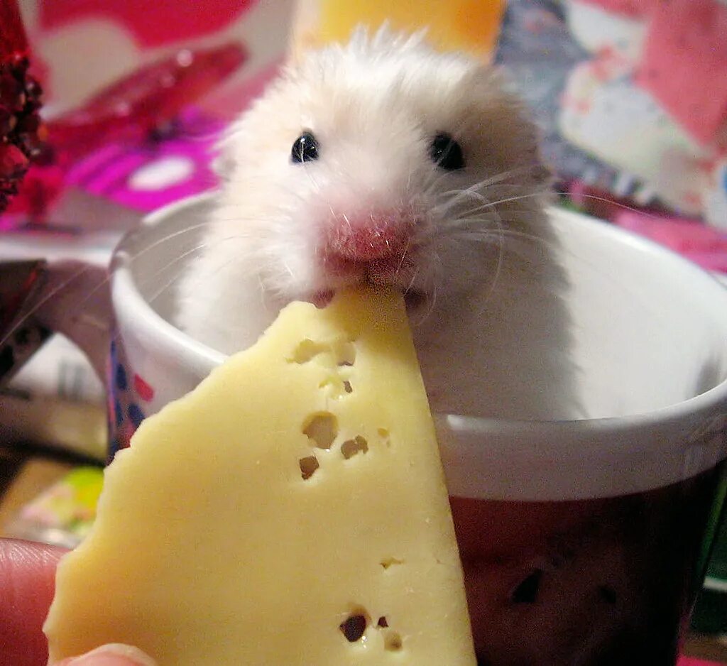 Смешные хомяки. Хомяк с сыром. Хомячок и банан. Мышь с сыром.