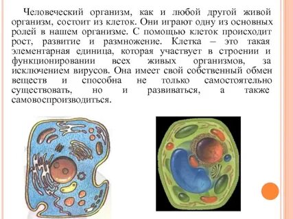 Животный организм состоит из клеток
