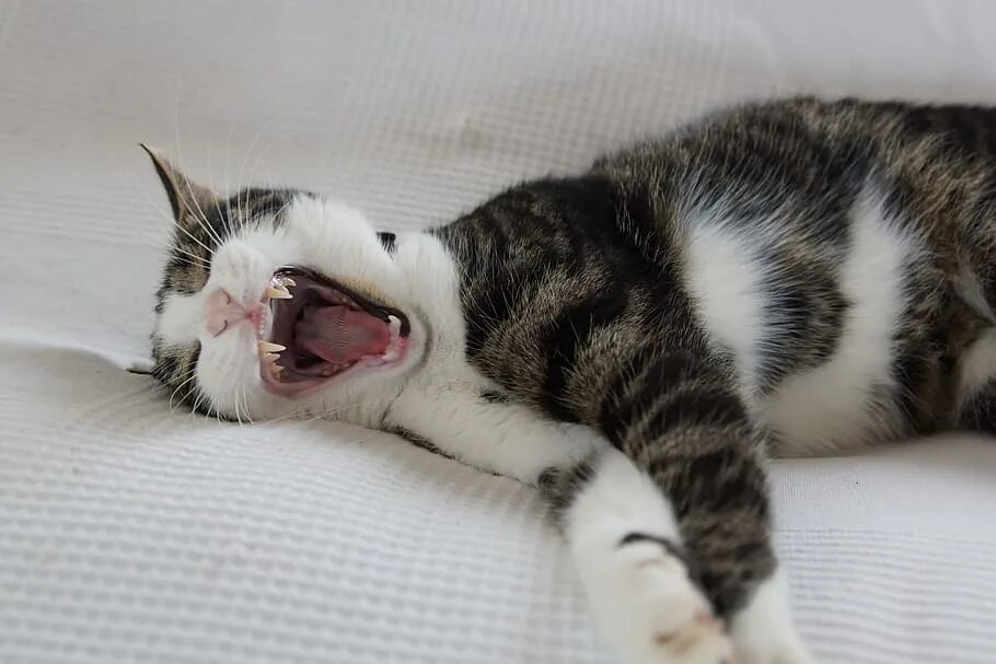 Рот устает. Зевающие животные. Зевок кошки. Кот зевает фото. Котенок потягивается и зевает.