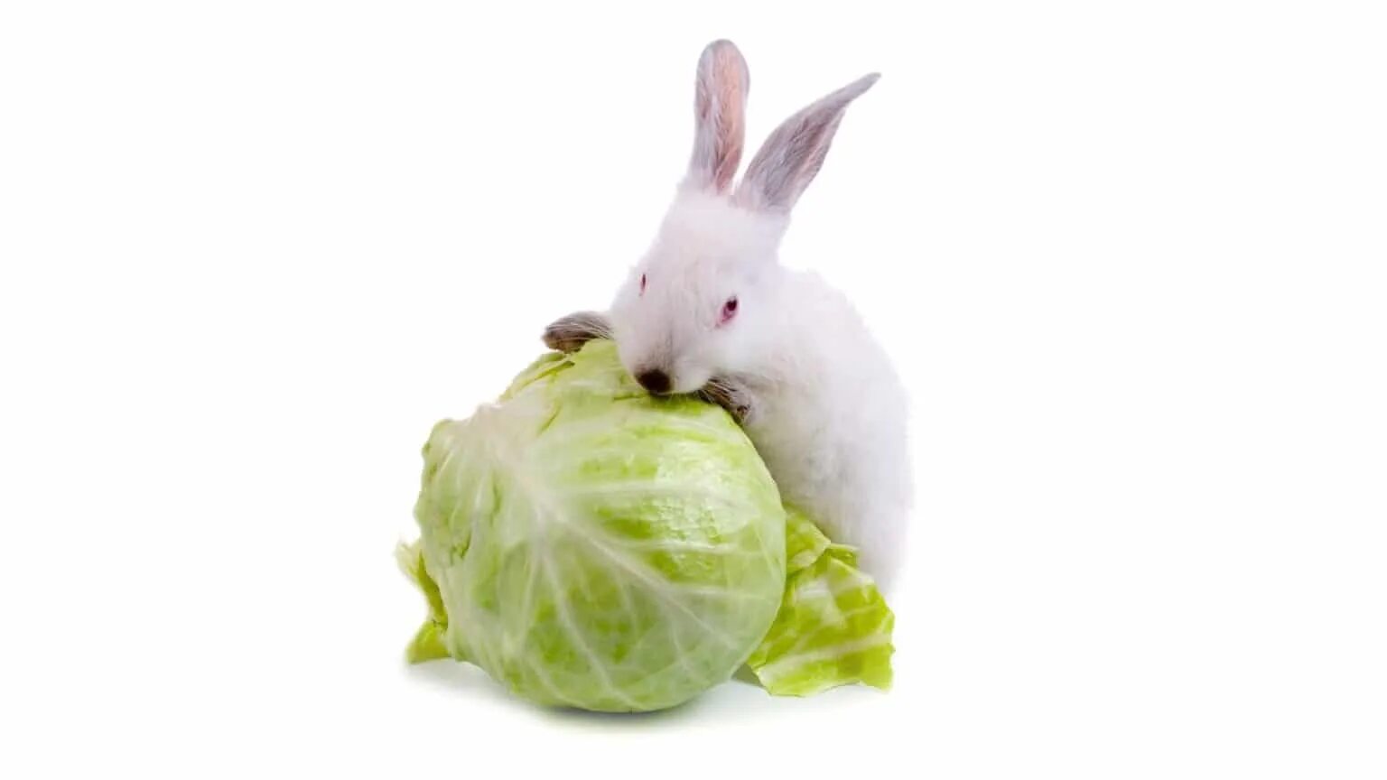 Заяц на грядке. Кролик ест капусту. Кролик ест капусту. Кролик с капустой. Кролик с капустой.